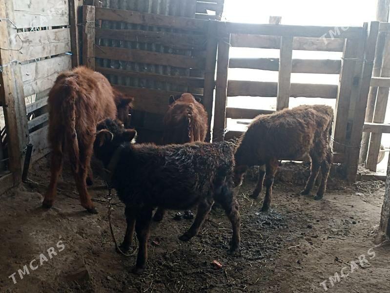 öküzçe tüwe öküz göle - Ашхабад - img 1