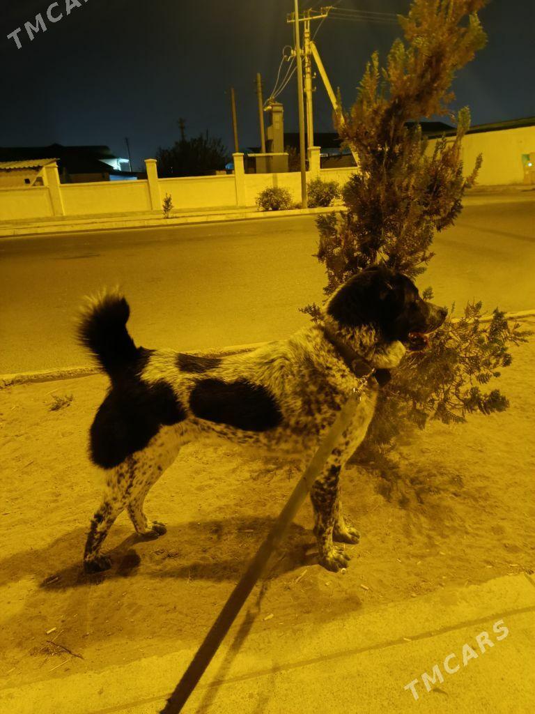 Turkmen alabay - Гарадамак Шор - img 1