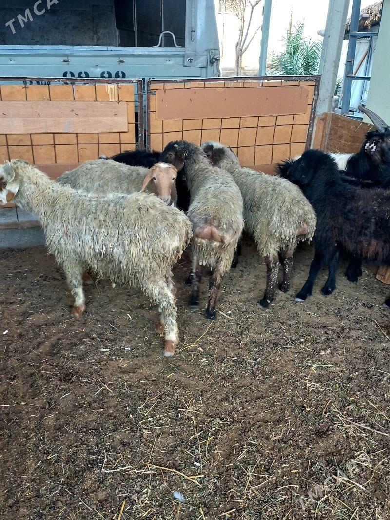 Kisar.Garaköl.Işşekler - Хитровка - img 1