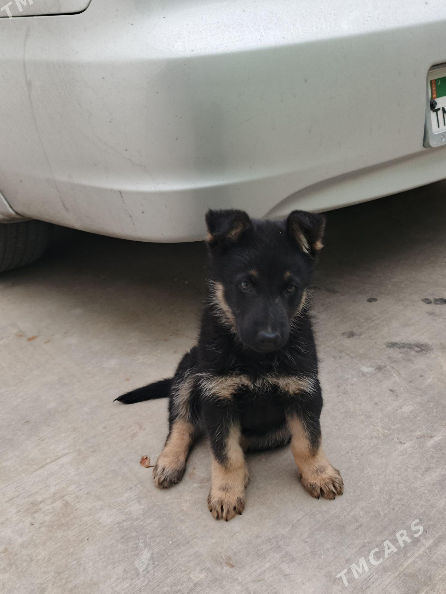 Awçarka - Ашхабад - img 1