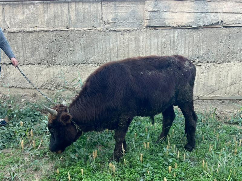 Bakylan okuz - Кëши - img 1