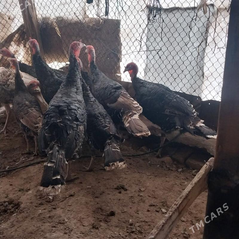 INDUK KILE. - Мургап - img 1