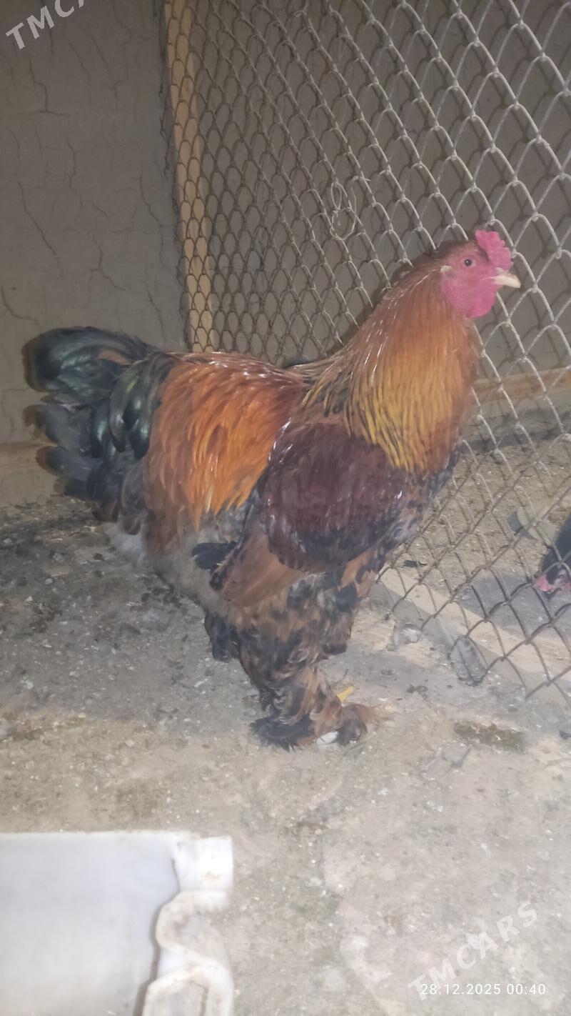 Brama ýumurtga - Baýramaly - img 1