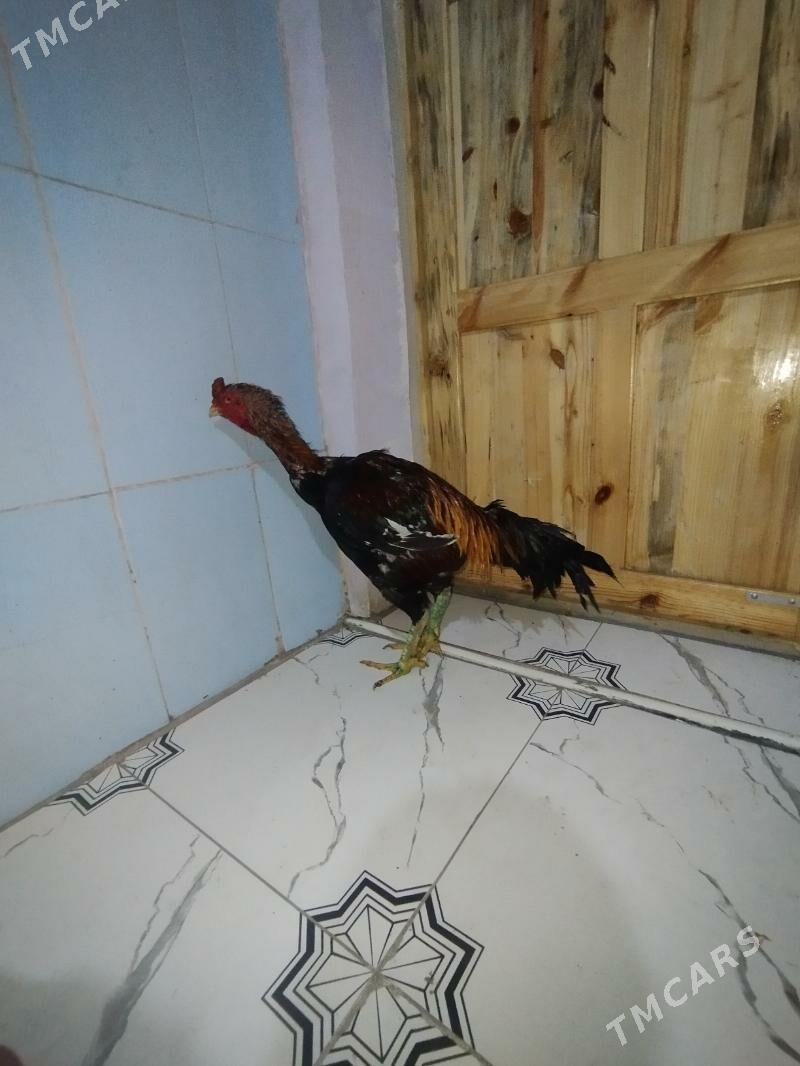 хораз - Чарджоу - img 1