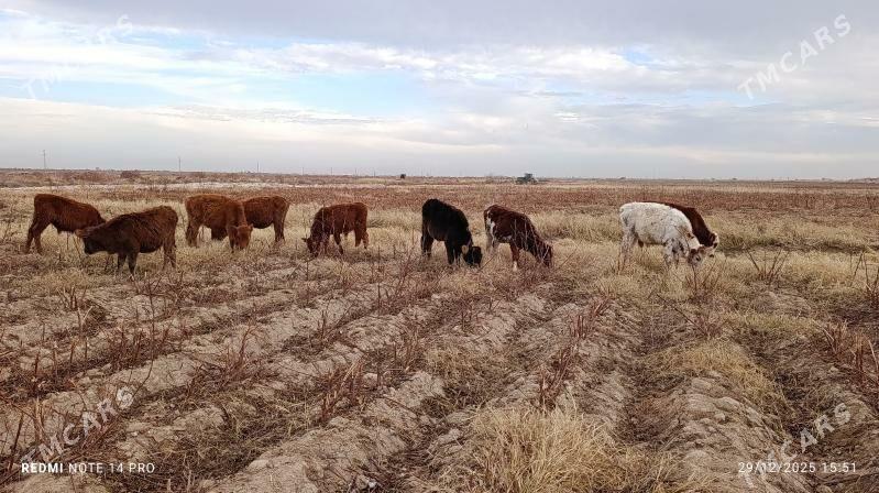 Göleler - Векильбазар - img 1