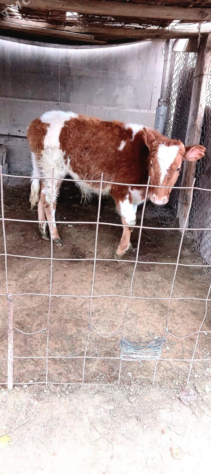 öküz - Büzmeýin - img 1