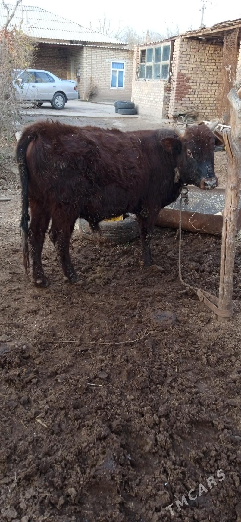 okuz - Бабадайхан - img 1