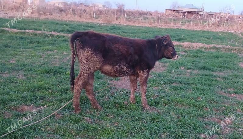 Tüwe - Babadaýhan - img 1