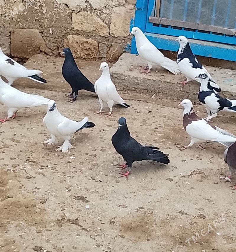 kepderi - Джебел - img 1