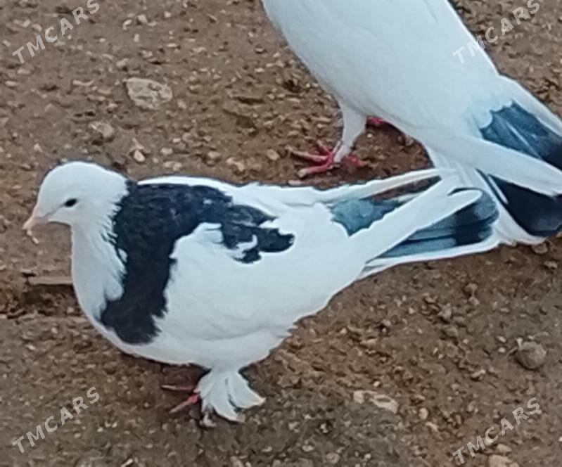 kepderi - Джебел - img 1