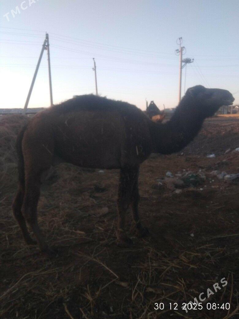 Düye - Векильбазар - img 1