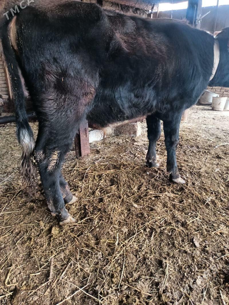 öküz - Çärjew - img 1