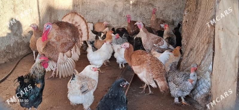 induk ,horaz ,towuk - Чоганлы - img 1