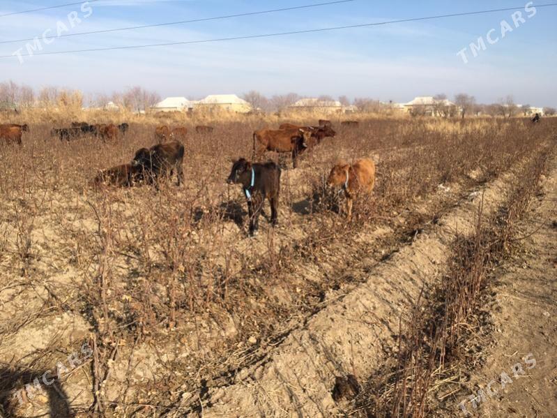 Gulajyn - Sakarçäge - img 1