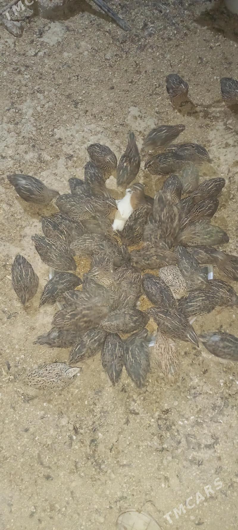 Bedene - Herrikgala - img 1