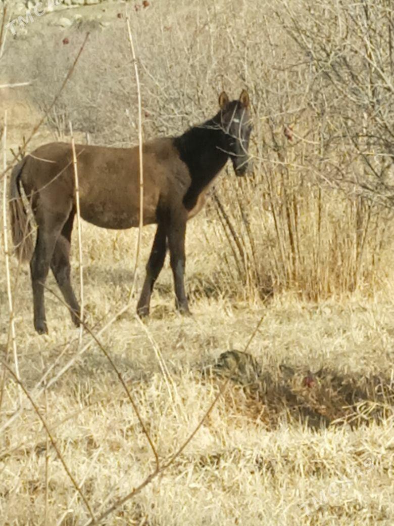 Сатлык атлар байтал - Махтумкули - img 1