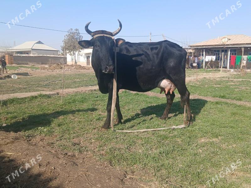 goleli sygyr - Векильбазар - img 1