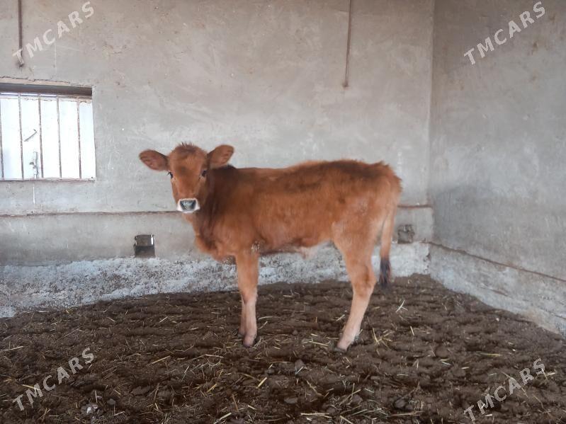 gulajyn - Wekilbazar - img 1