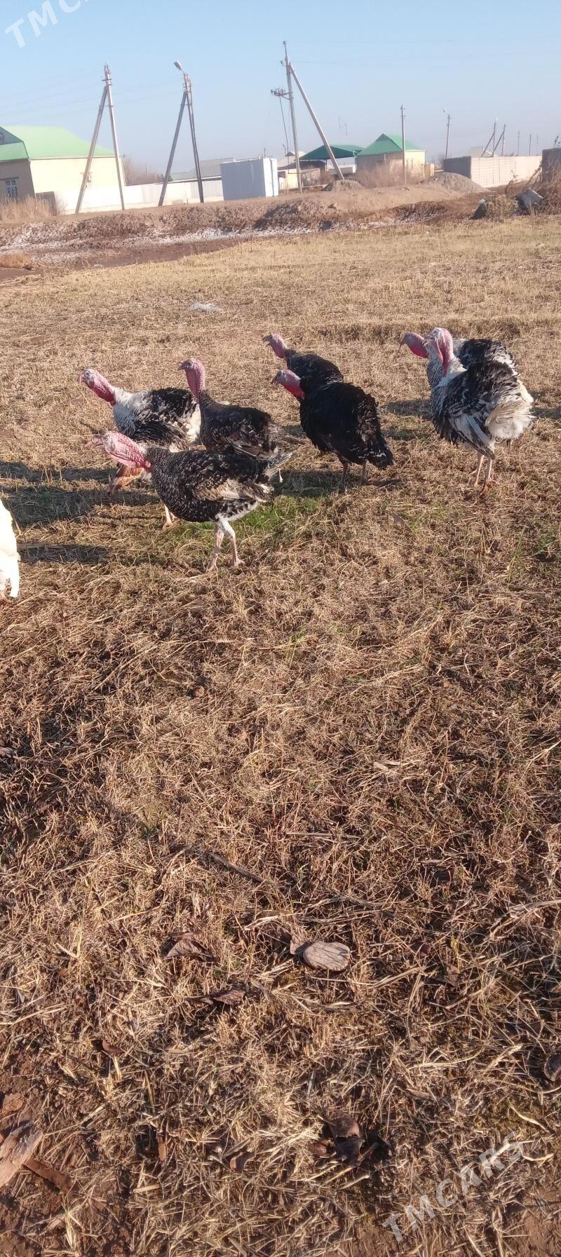 induk - Бабадайхан - img 1