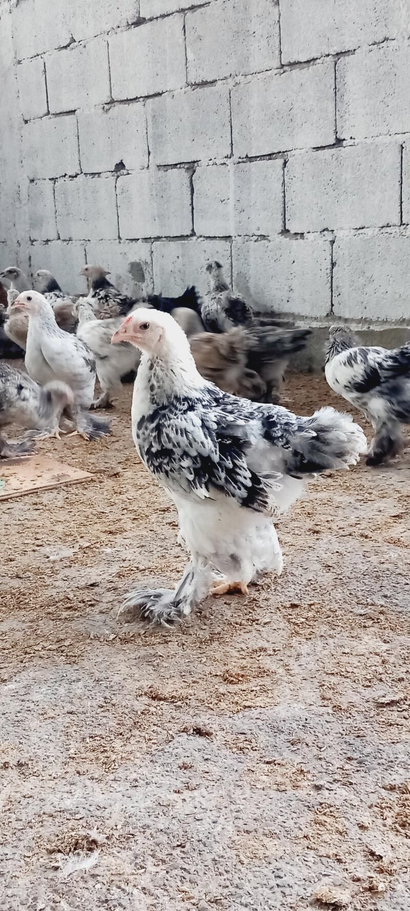 BRAMA WE BALGAR JUYJELER. - Gökdepe - img 1