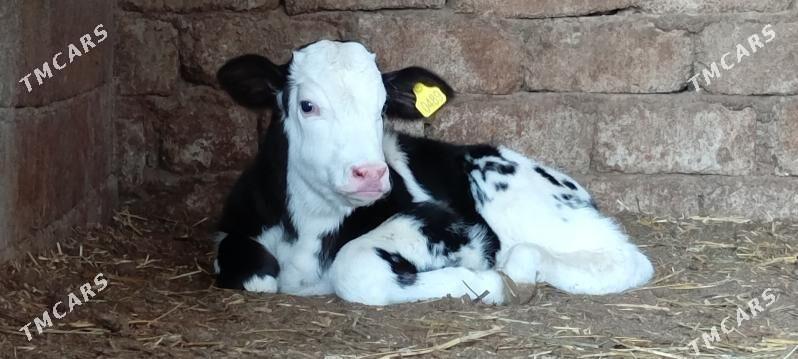 Öküz Göle Öküzçe - Aşgabat - img 1