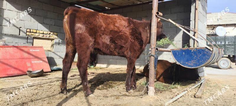 gulajun 2 - Mary - img 1