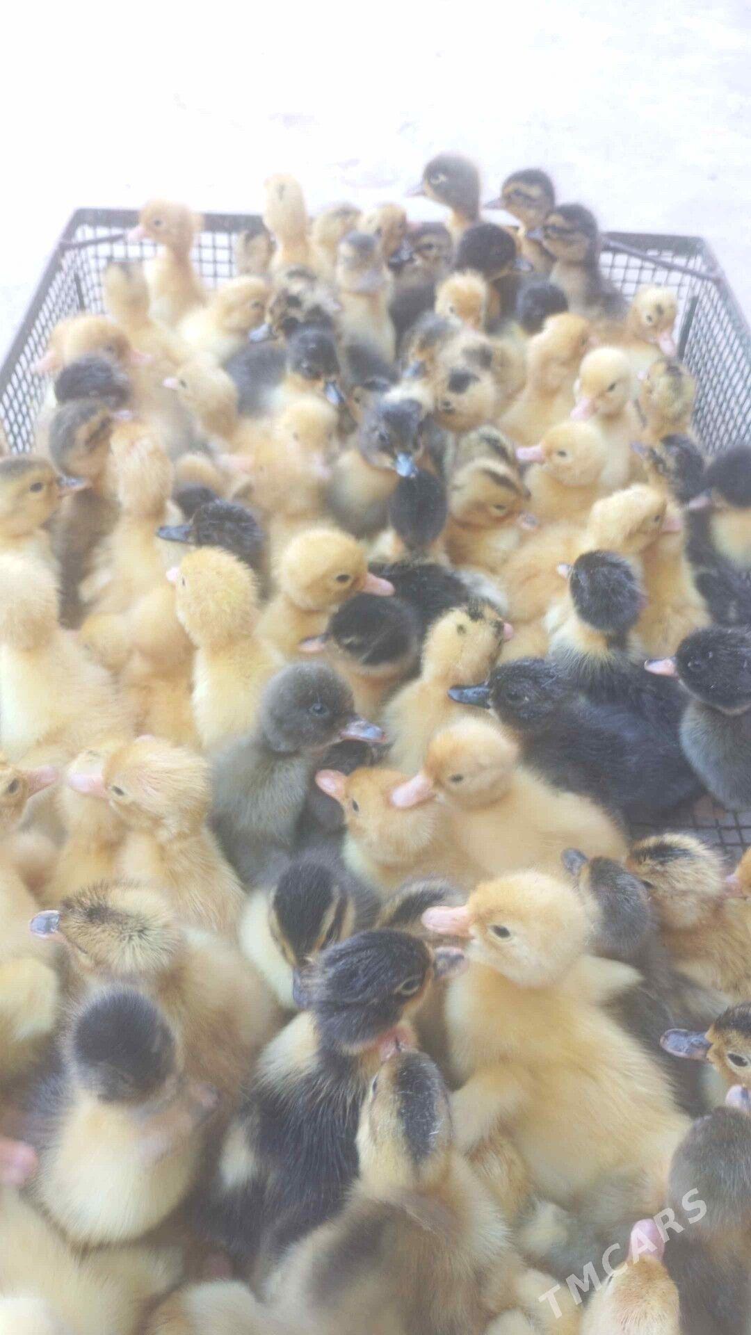 ördek jüje - Tejen - img 1