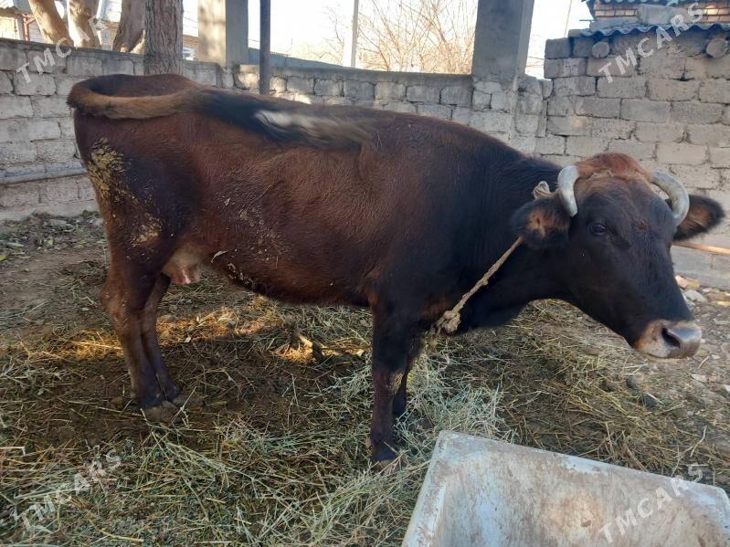 Sygyr - Бузмеин - img 1