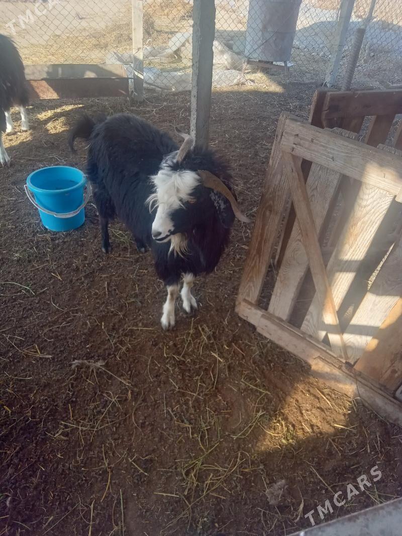 geci - Гёкдепе - img 1