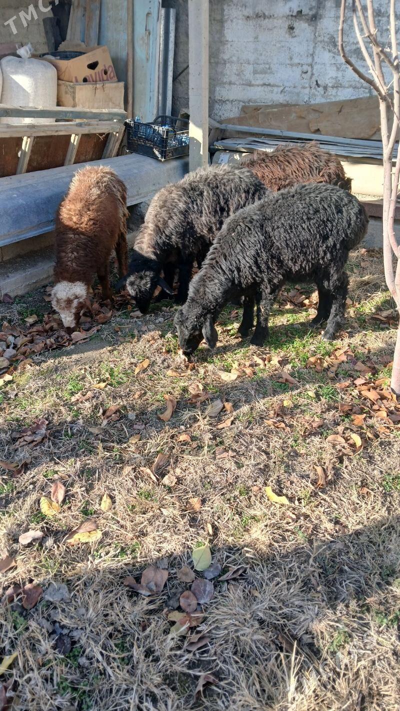 Tokly - Gökdepe - img 1