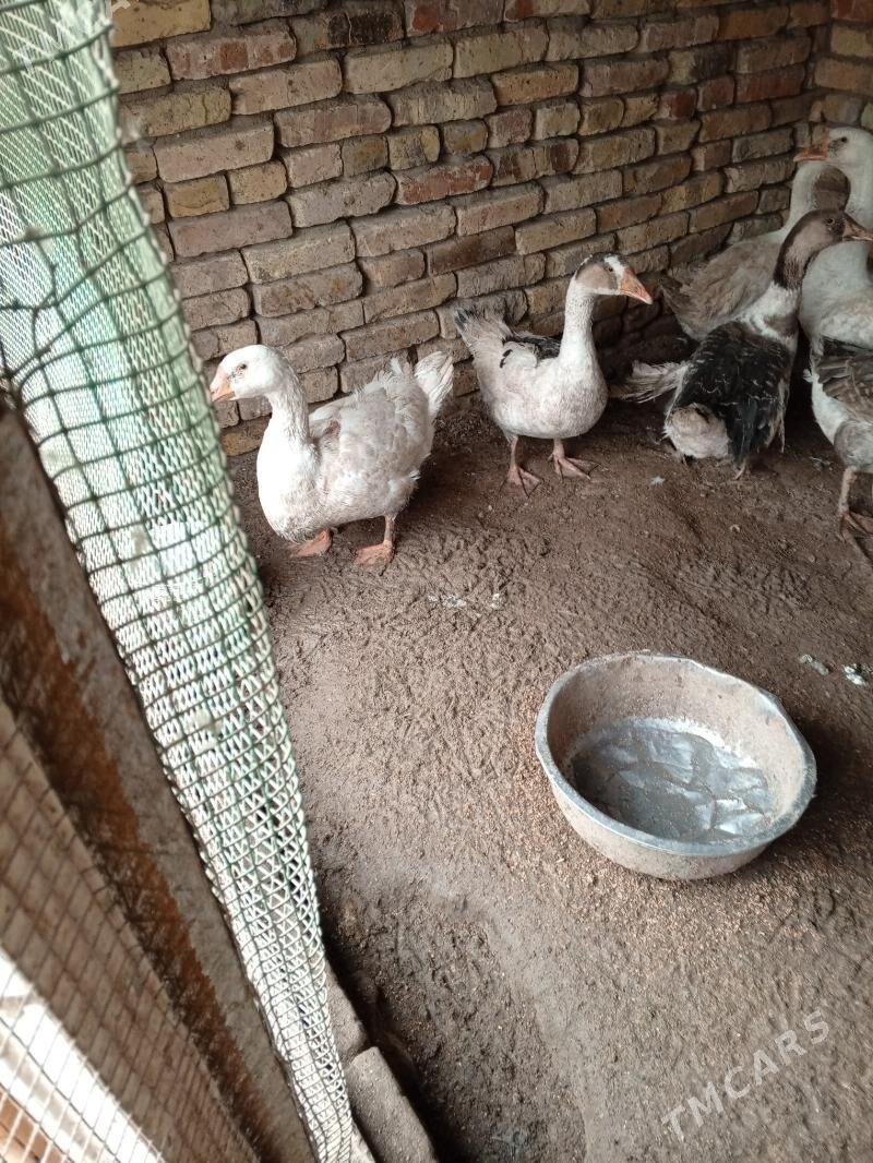 gaz - Türkmenabat - img 1