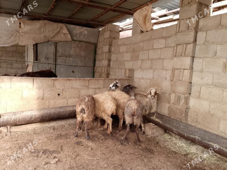 Tokly we gysyr goýun - Balkanabat - img 1