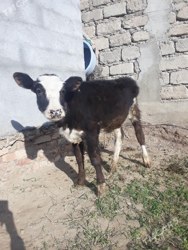 okùzçe - Gökdepe - img 1