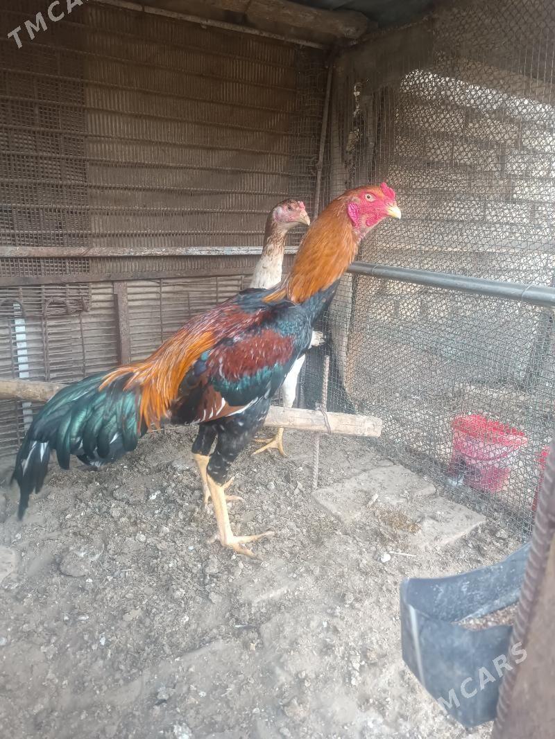 Horaz - Farap - img 1