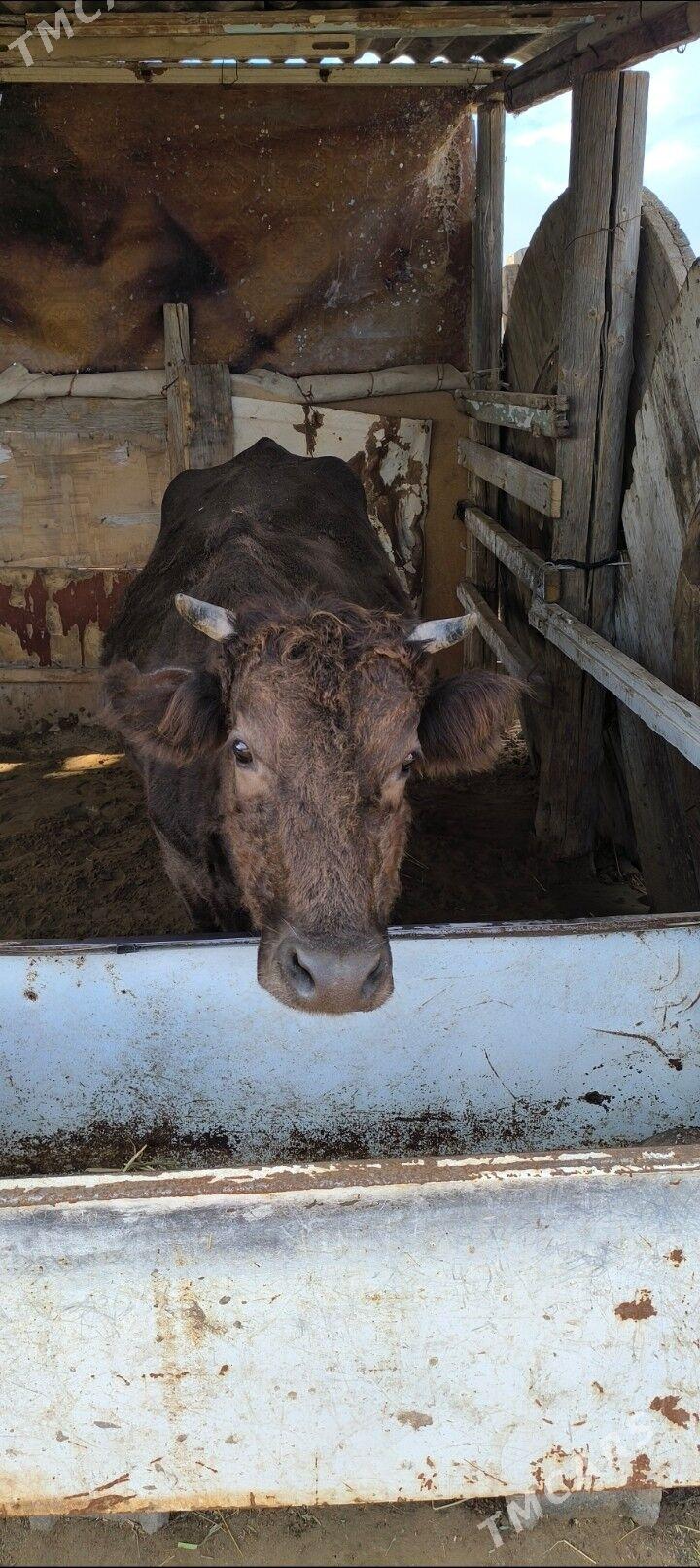 GÖLELI SYGYR - Änew - img 1