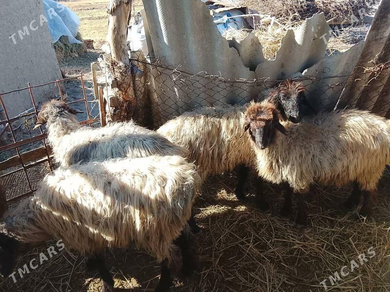 Tokly - Mary - img 1