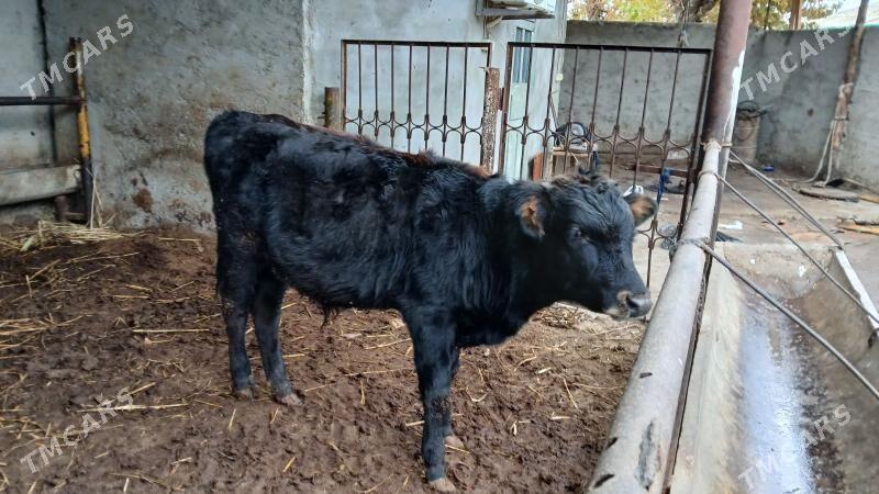 okuz - Aşgabat - img 1