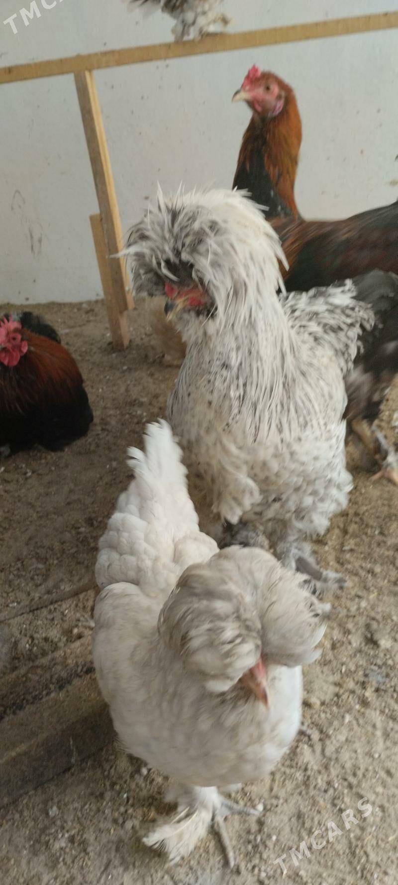 tawuk troyka - Balkanabat - img 1