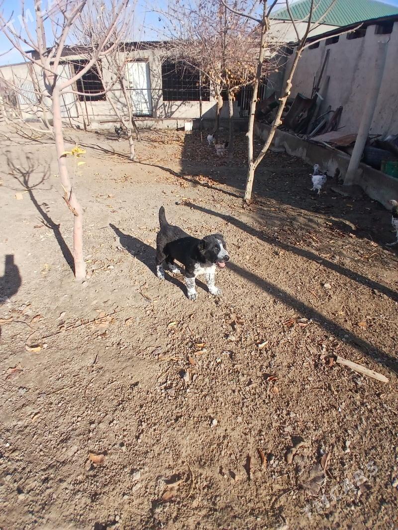 Turkmen It - Gökje - img 1