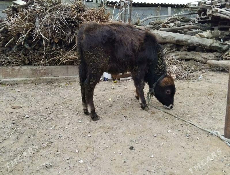 OKÜZ ŞWES TOHIM YERLI MAL - Ашхабад - img 1