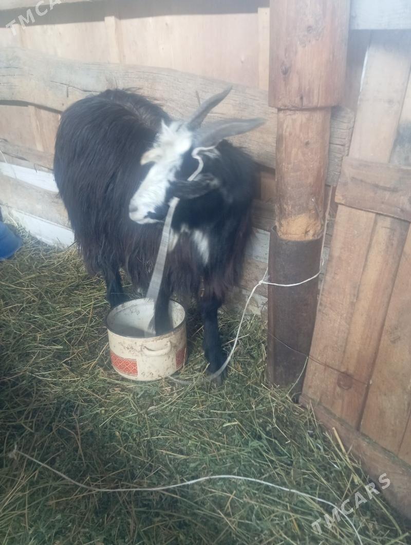 geçi - Кипджак - img 1