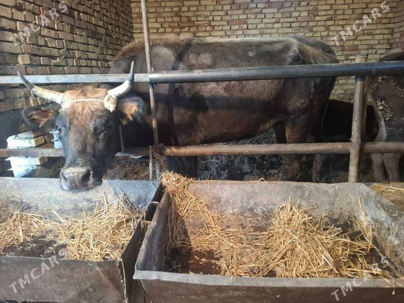 gysyr sygyr - Гёкдепе - img 1