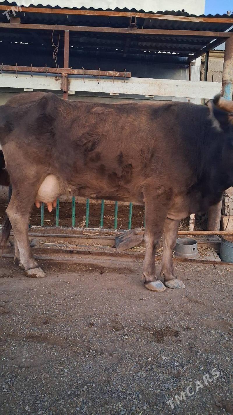 göleli sygyr - Джебел - img 1