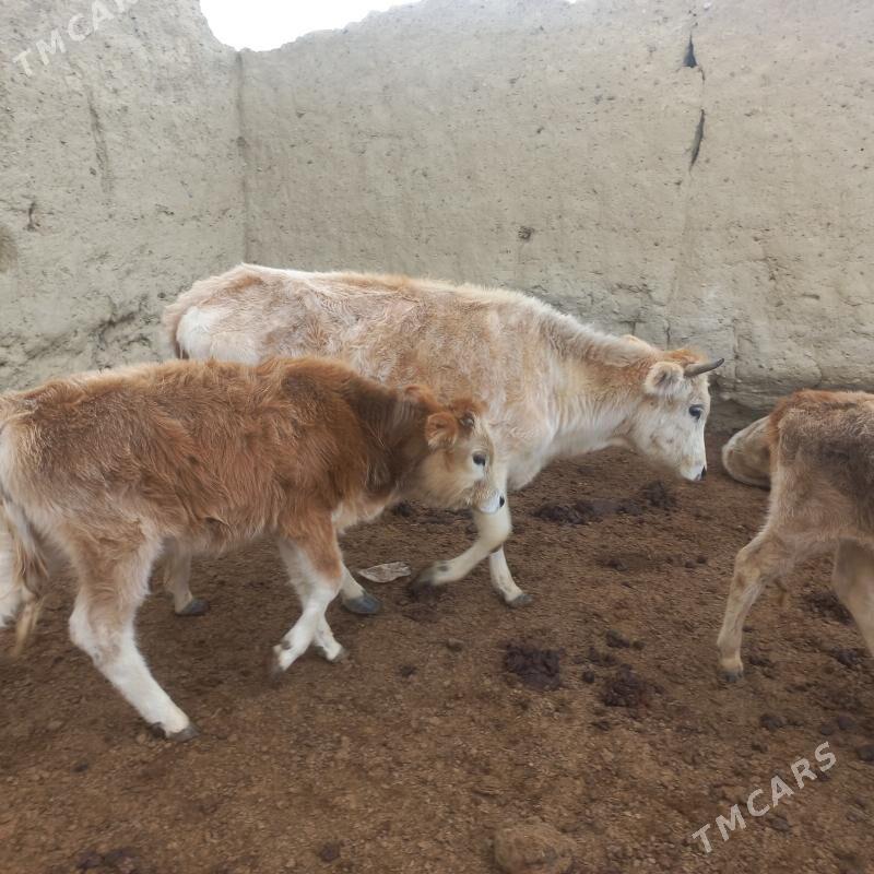 sygyr goleli - Bäherden - img 1