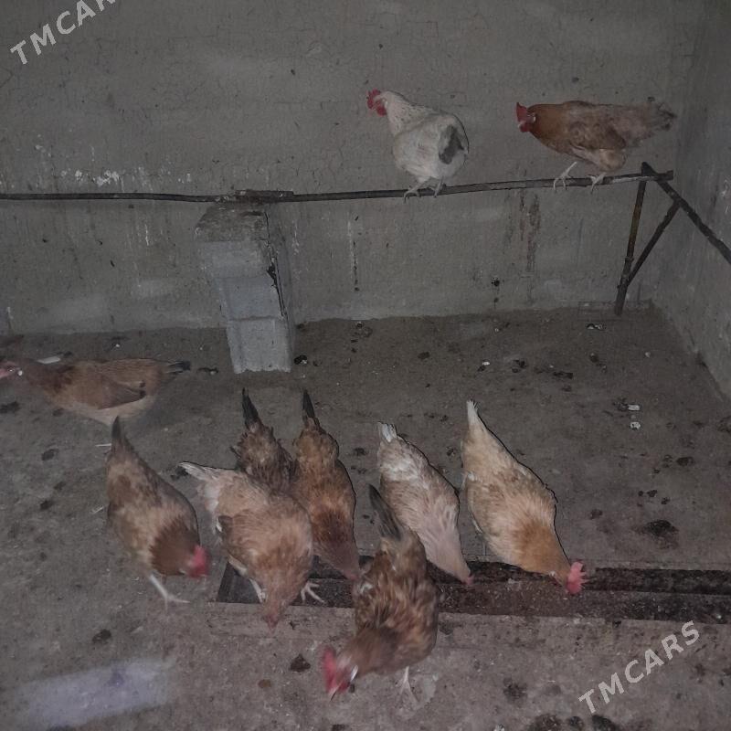 towuk - Gökdepe - img 1