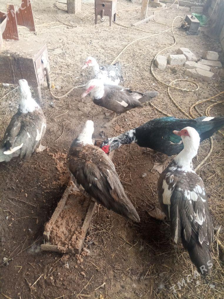 ordek - Ak bugdaý etraby - img 1