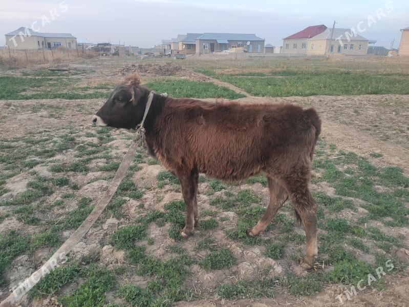 Gulajyn - Wekilbazar - img 1