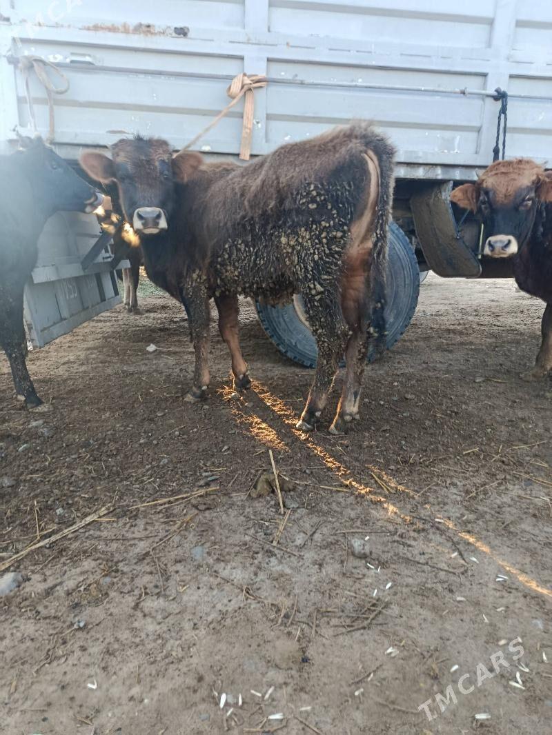 okuz ler - Бузмеин - img 1