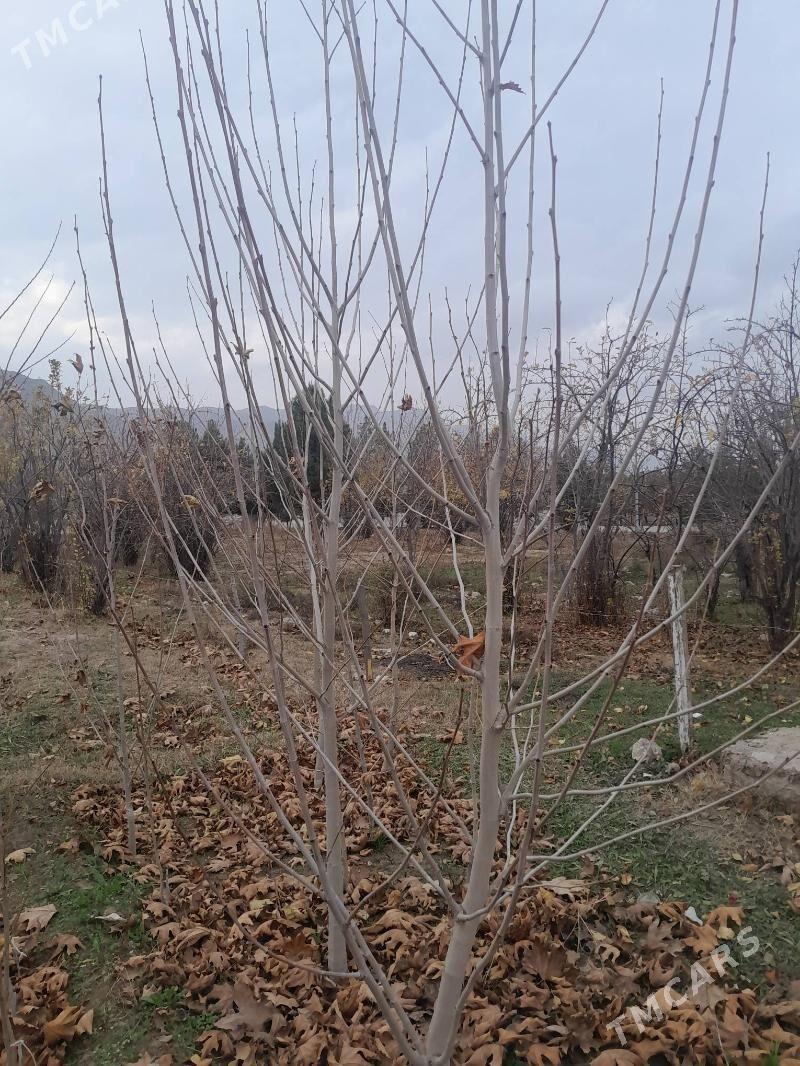 Cynar - Ýanbaş - img 1