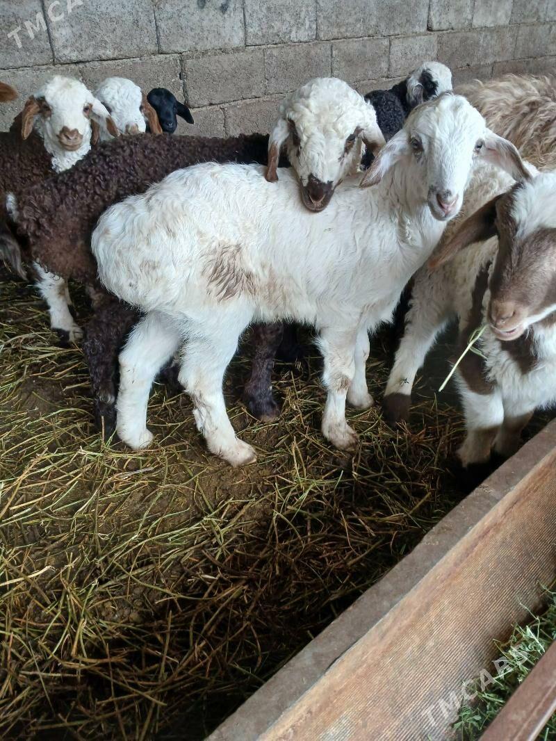 Goyun - Aşgabat - img 1